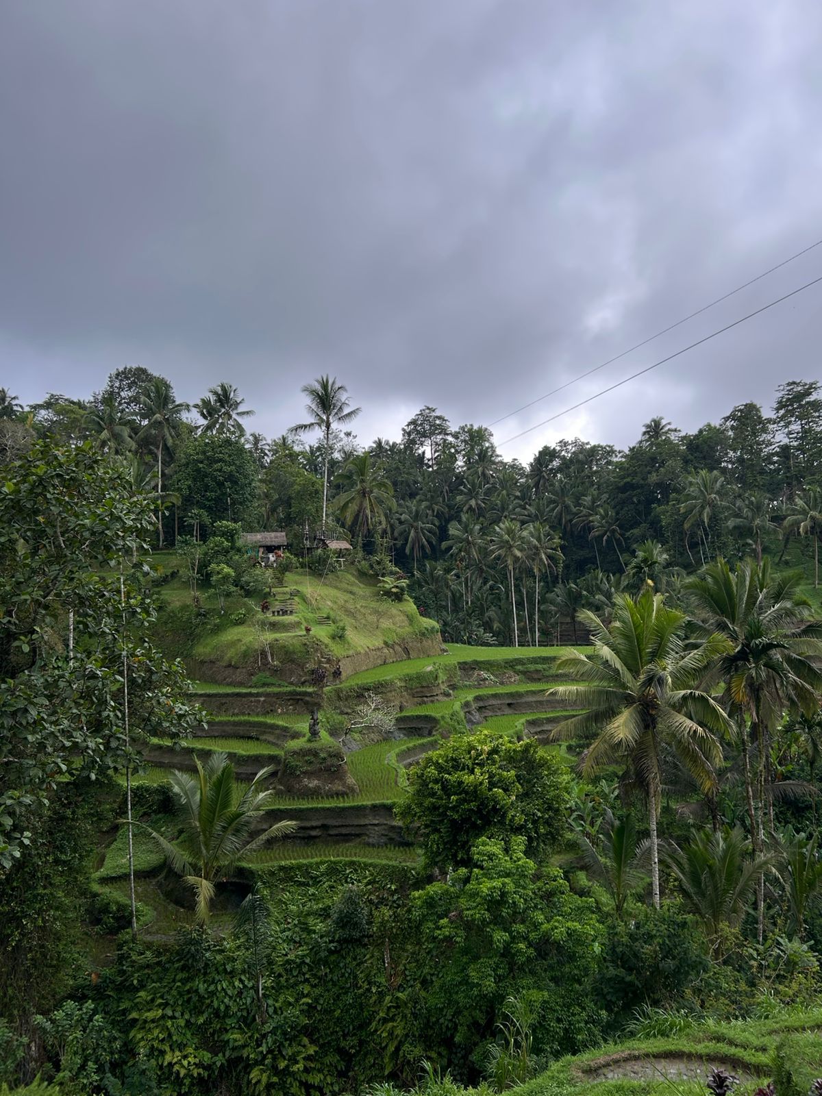 Ubud Tour Swing